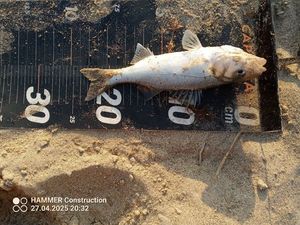 European Bass (Seabass)