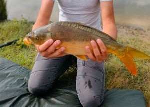 Mirror Carp