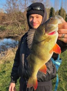 European Perch