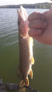 Northern Pike