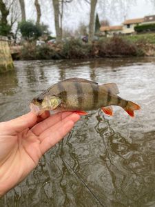 European Perch