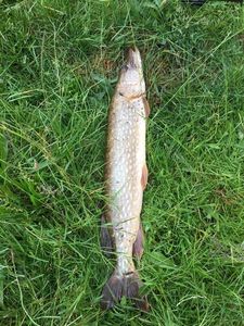 Northern Pike