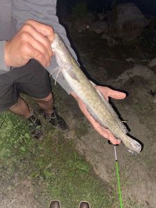 Burbot