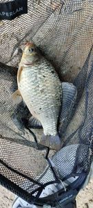 Crucian Carp