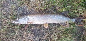 Northern Pike