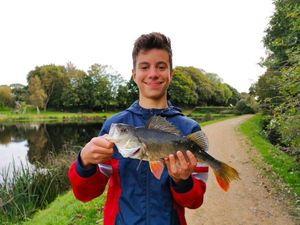 European Perch