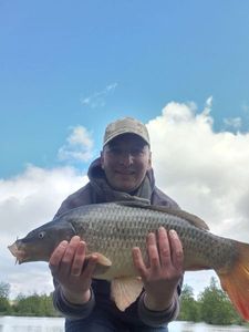 Common Carp