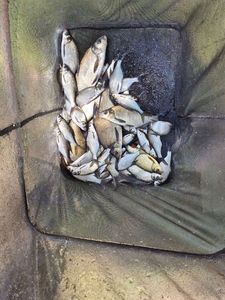 White bream