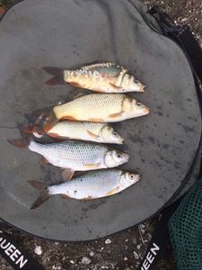 Carpes et gardons
