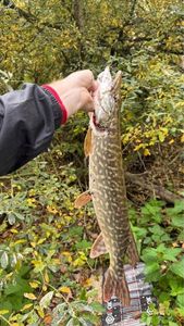 Northern Pike