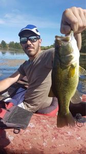 Largemouth Bass