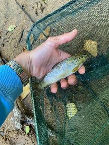 Brown Trout