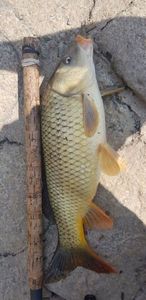 Common Carp