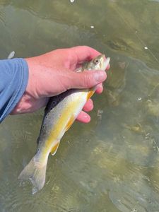 Brown Trout