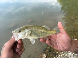 Largemouth Bass