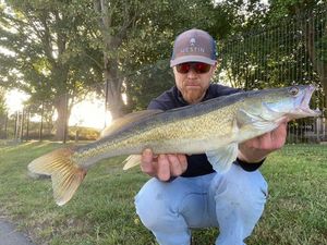 Zander