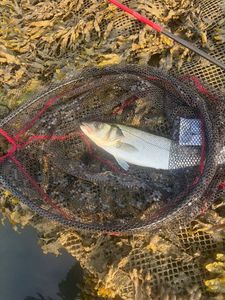 European Bass (Seabass)