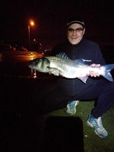 European Bass (Seabass)