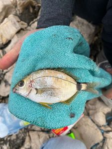 Annular Seabream