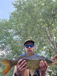 Common Carp