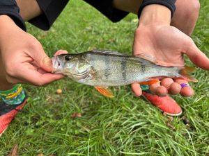 European Perch