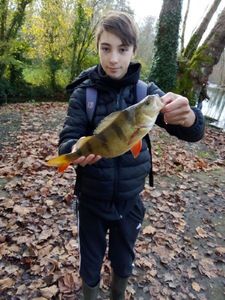 European Perch