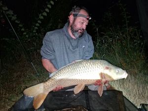 Common Carp