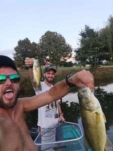 Largemouth Bass