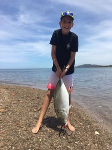 Blue Spotted Trevally