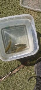Green Sunfish