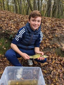 Tench