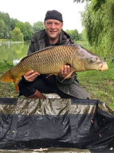 Common Carp