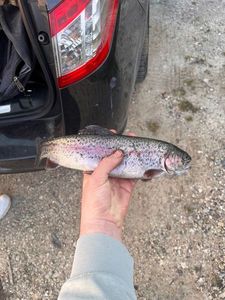 Rainbow Trout