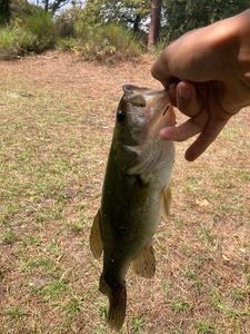 Smallmouth Bass