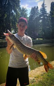 Northern Pike