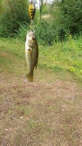 Largemouth Bass