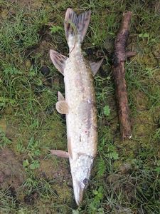 Northern Pike