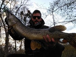 Northern Pike