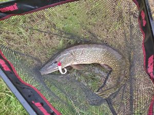 Northern Pike