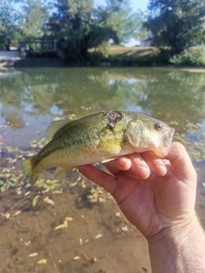 Largemouth Bass