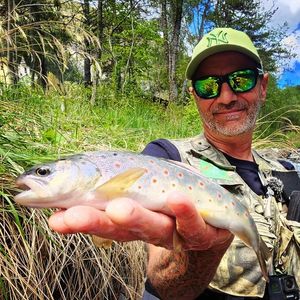 Brown Trout