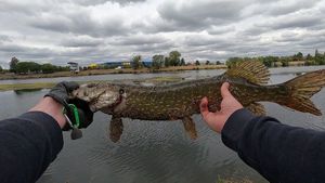 Northern Pike