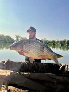 Common Carp