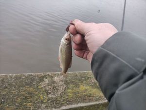 Roach