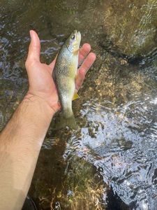 Brown Trout