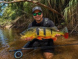 Peacock Bass ( Monoculus)