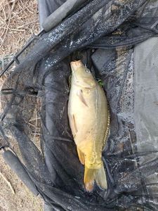 Mirror Carp