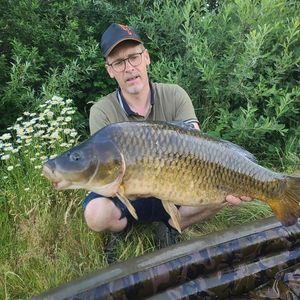 Common Carp