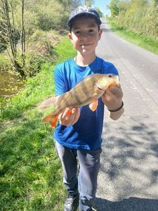 European Perch