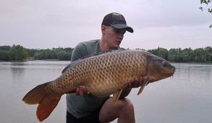 Common Carp